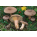 Мицелий Млечника серо-розового (Lactarius helvus)